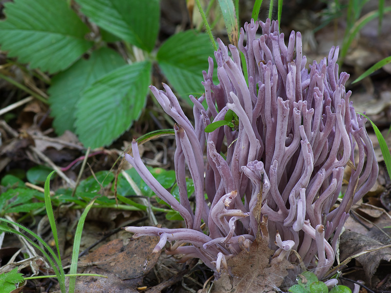 Clavaria zollingeri